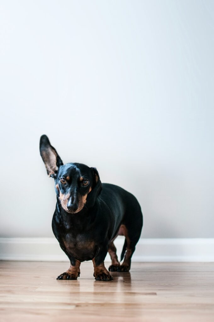 Adult black and tan dachshund looking at the camera