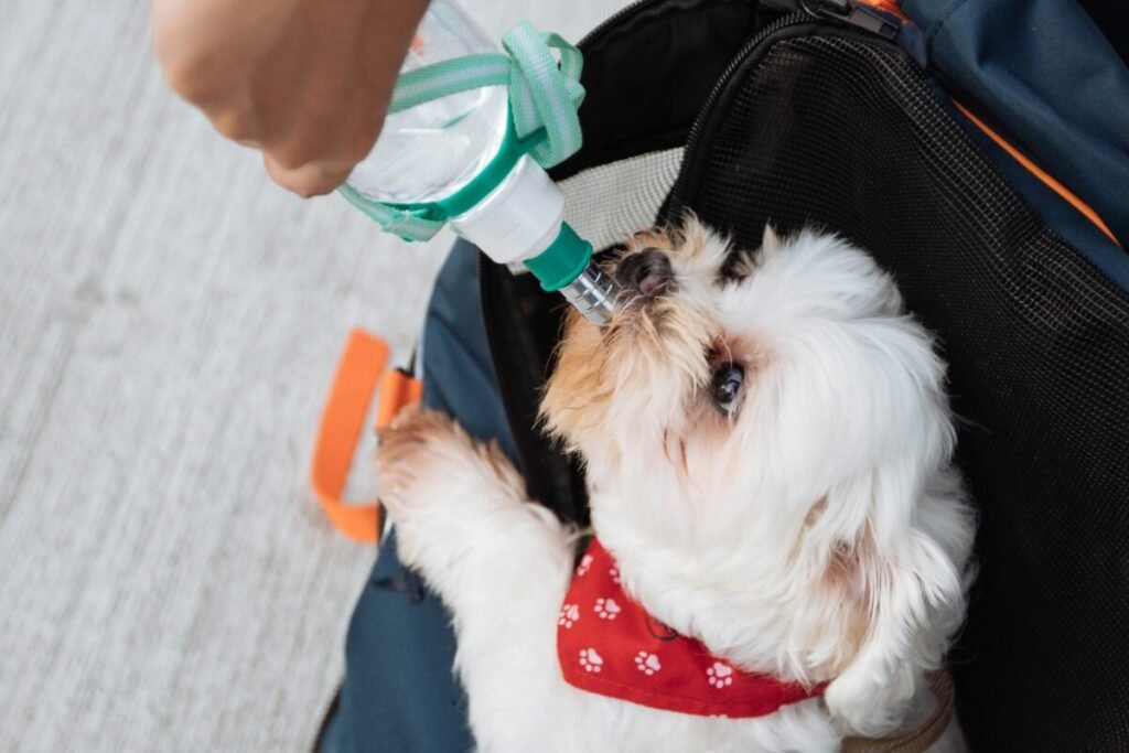 Dog drinking water from a green portable water dispenser held by its owner