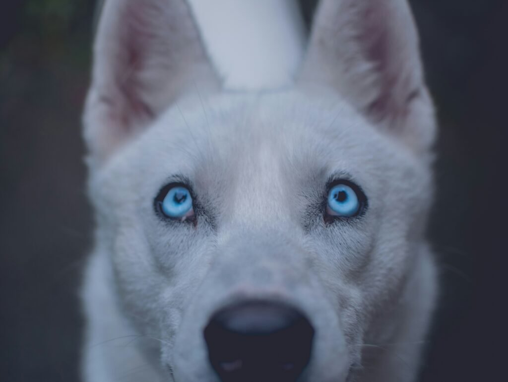 Close-up of a white husky's blue eyes and face