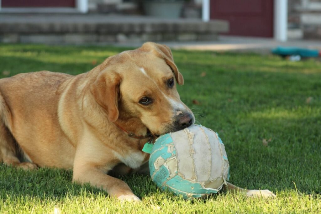 Dog lying in the grass with a ball in its mouth
