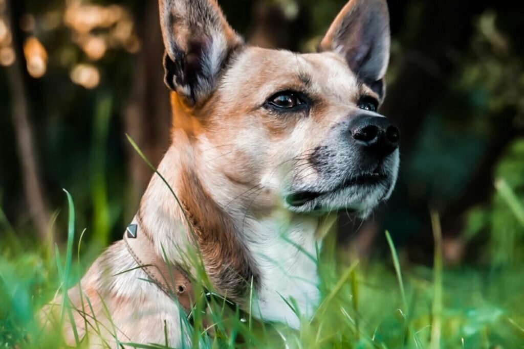Brown and white dog standing on a green lawn