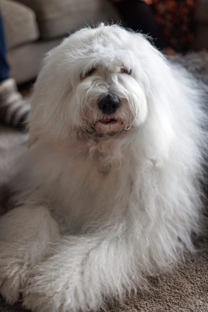 Fluffy white dog lying on the floor