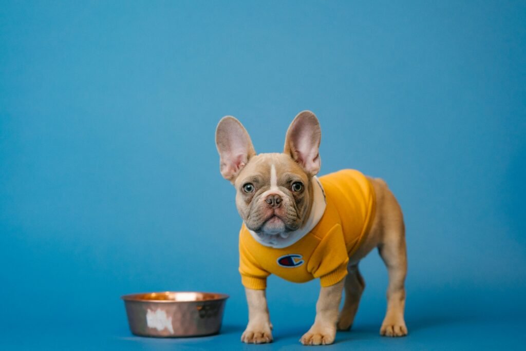Brown French Bulldog in a yellow shirt holding a blue mug