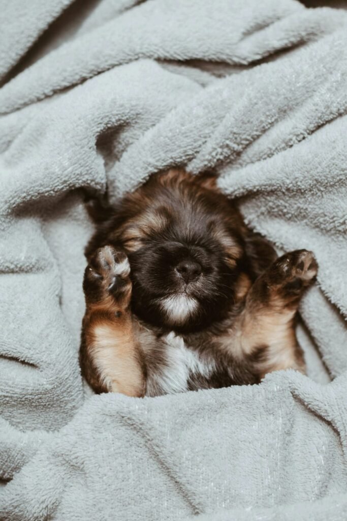 German shepherd puppy sleeping on a blanket