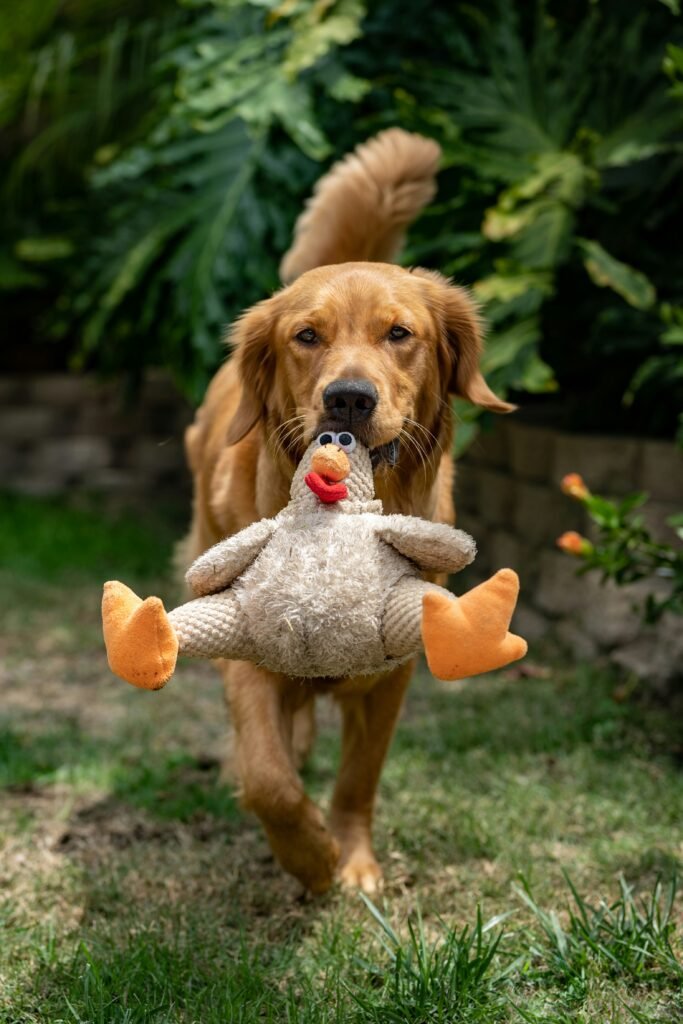 Golden retriever puppy chewing an orange and white plush toy on grass