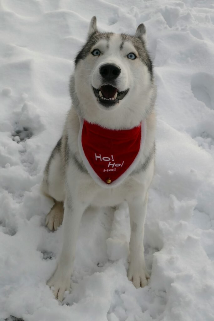 Husky wearing a bandana standing in the snow