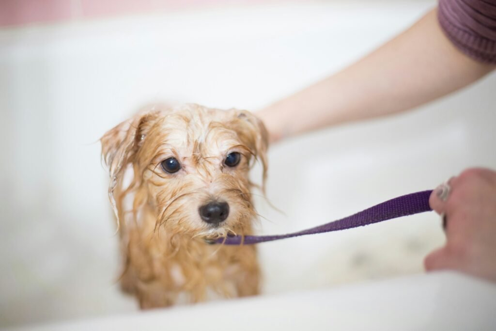 Long-coated brown small dog after being cleaned up and brushed