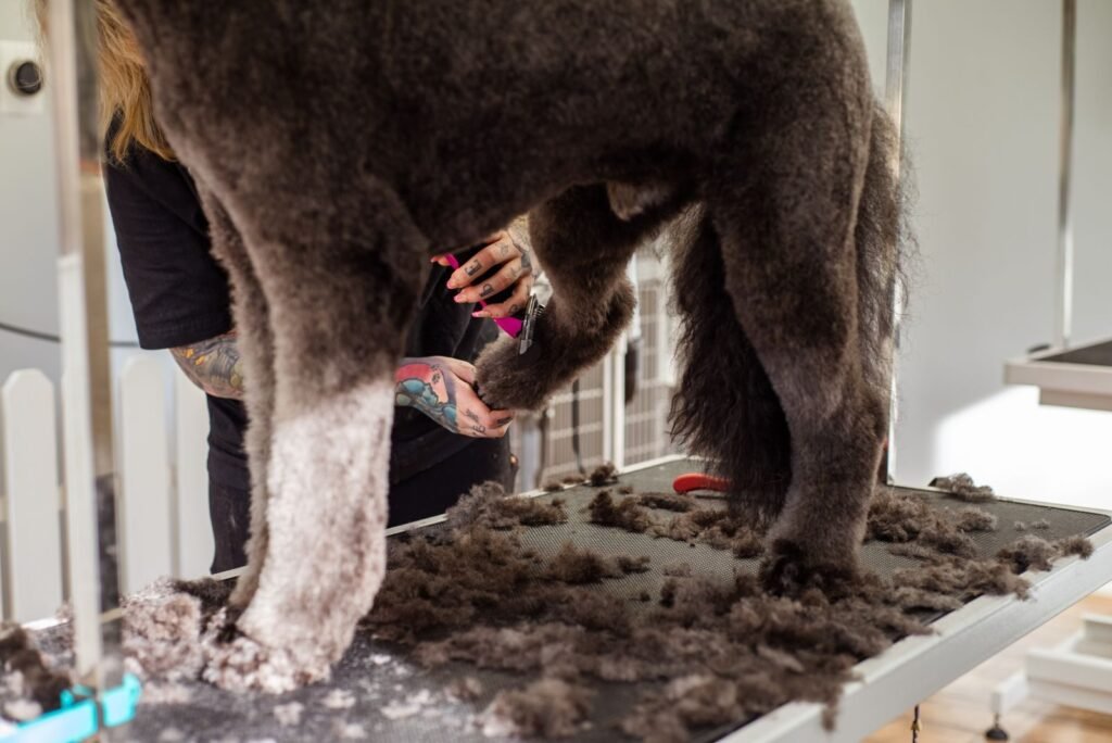 Groomer using grooming tools on a large dog indoors