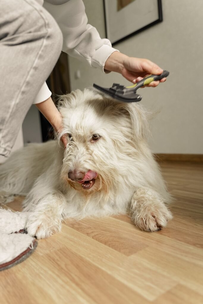 Fluffy white dog being gently brushed on a wooden floor to reduce shedding