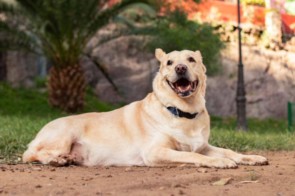 Dog lying down and resting on the ground