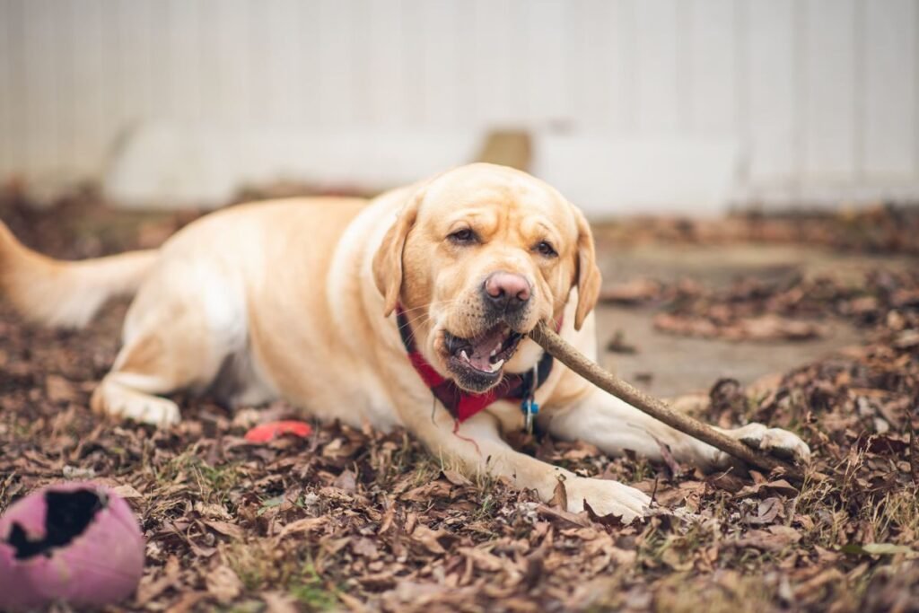Dog playing outdoors with a stick, ready for recall practice