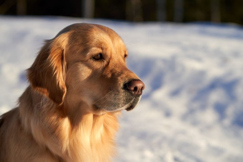 Close-up of a golden retriever's face