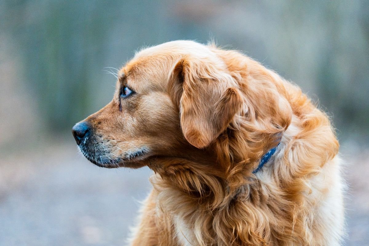 Golden retriever looking ahead, alert and healthy, a good baseline for noticing signs your dog may be unwell