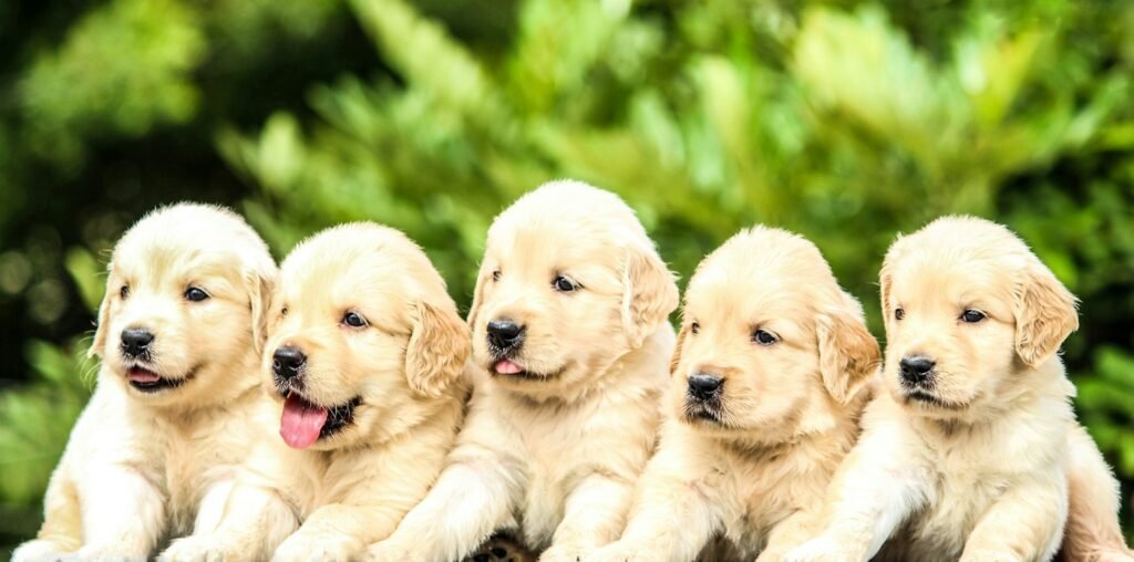 Five yellow Labrador retriever puppies together