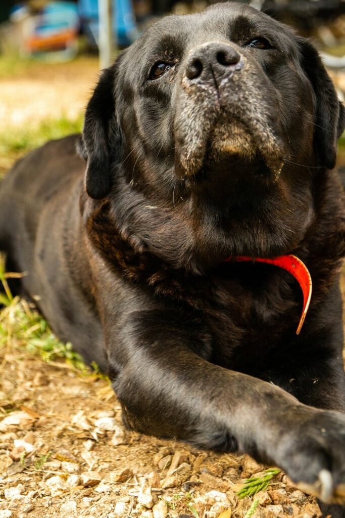 Older black Labrador resting peacefully, a senior dog