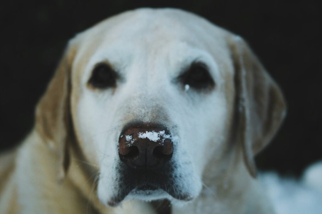 Yellow Labrador retriever face close-up