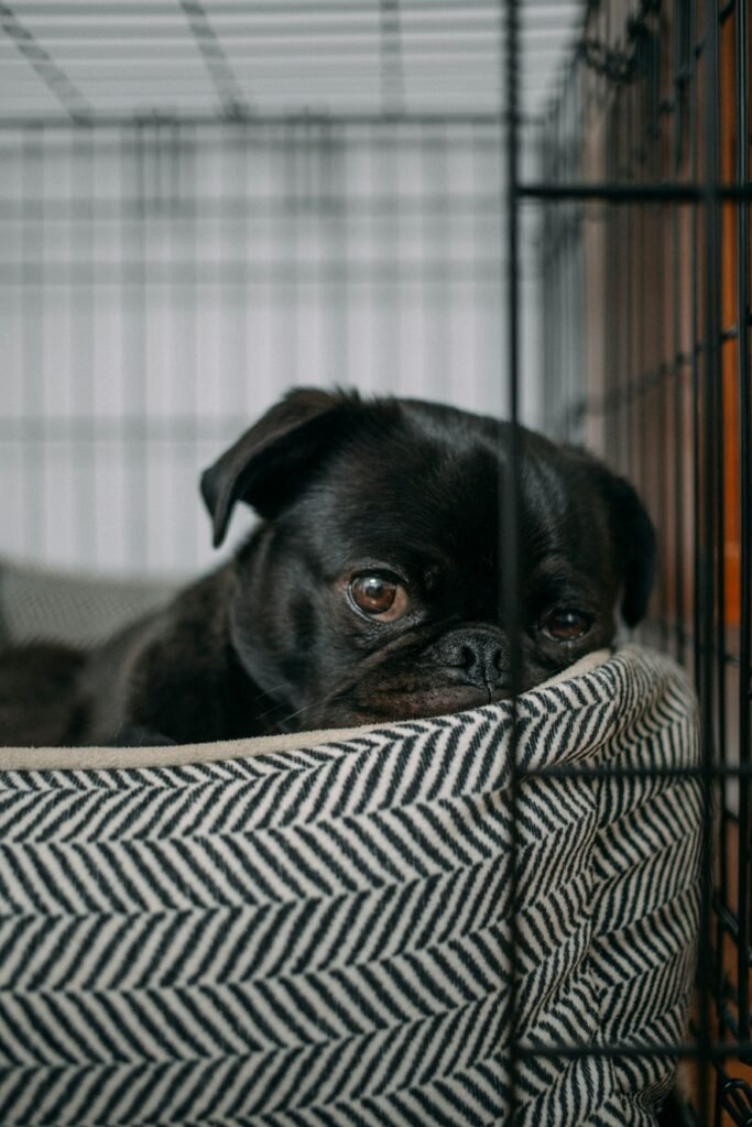 Pug lying on a pet bed and resting