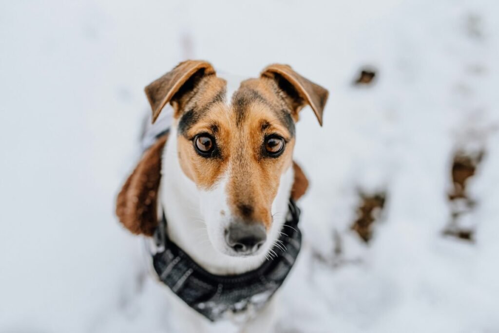 Brown and white short-coated dog on snow-covered ground