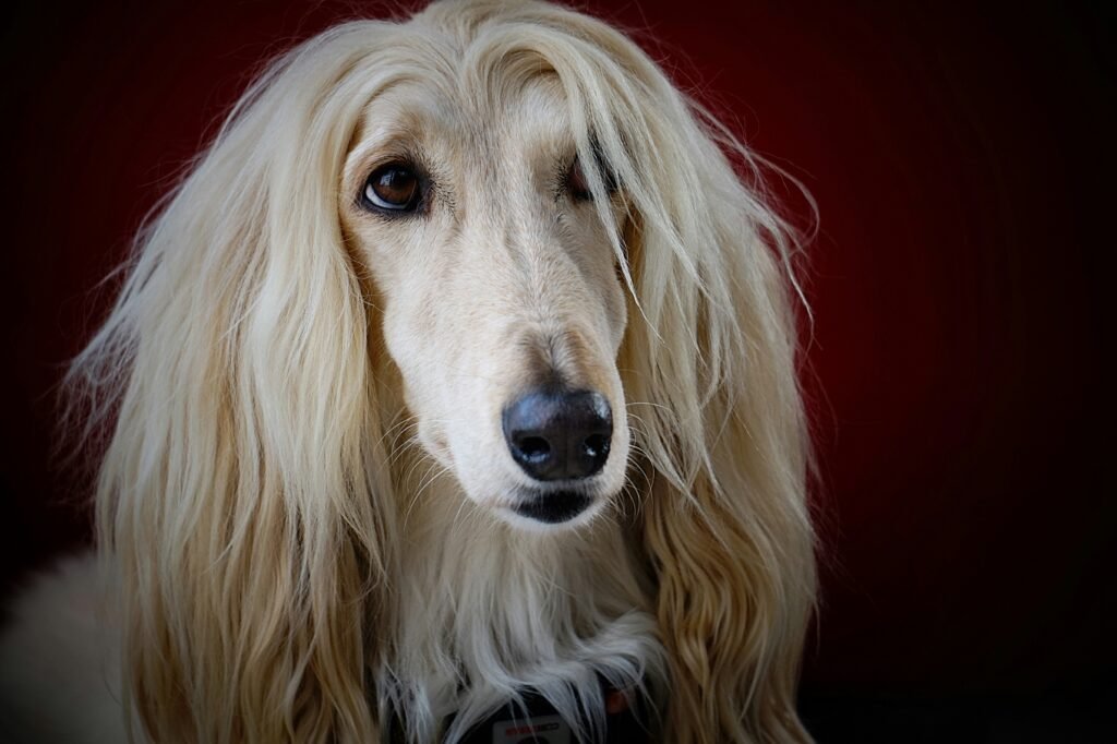 Long-coated yellow dog portrait, calm expression