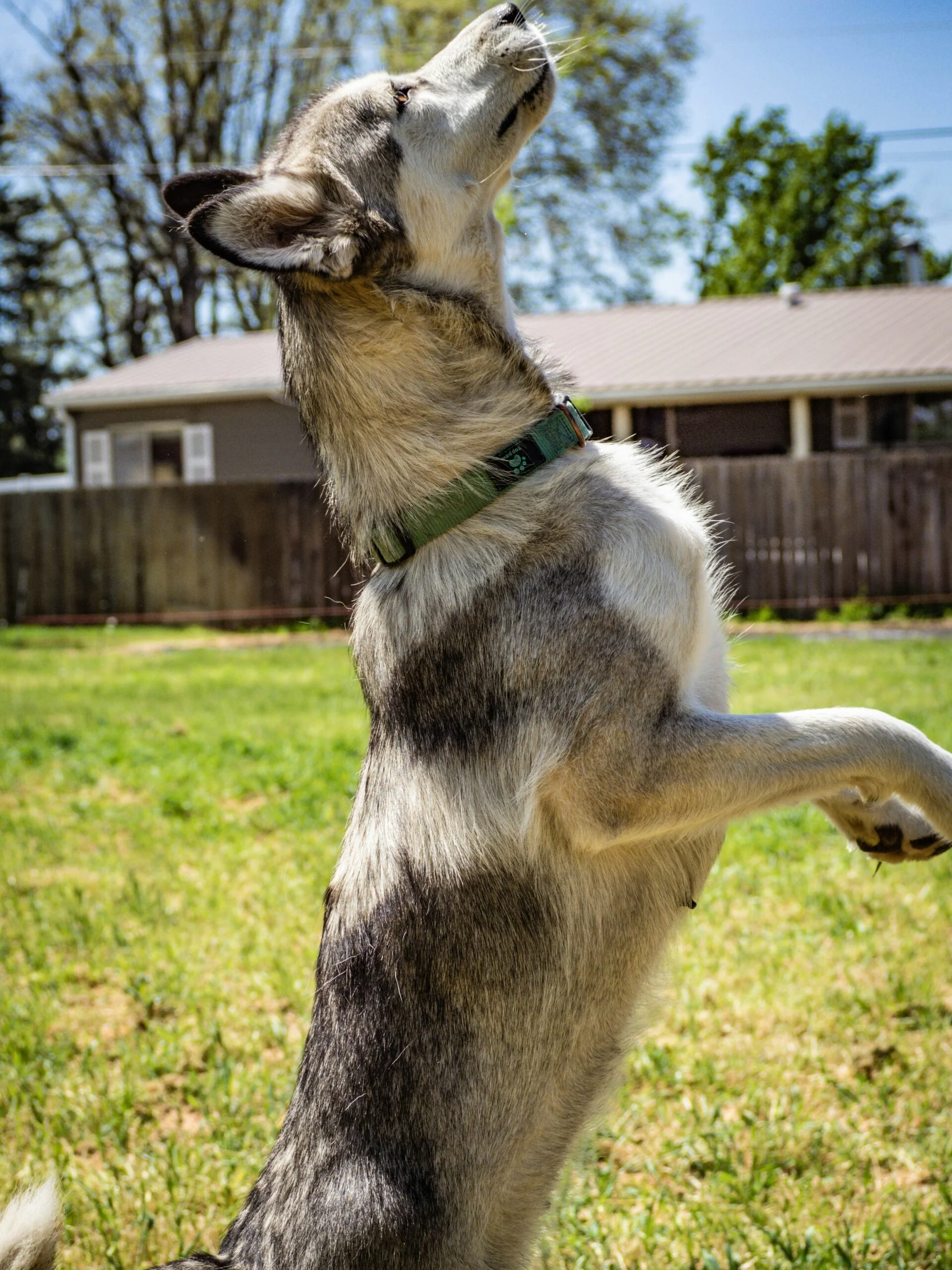 Black and tan German Shepherd standing on a green grass field