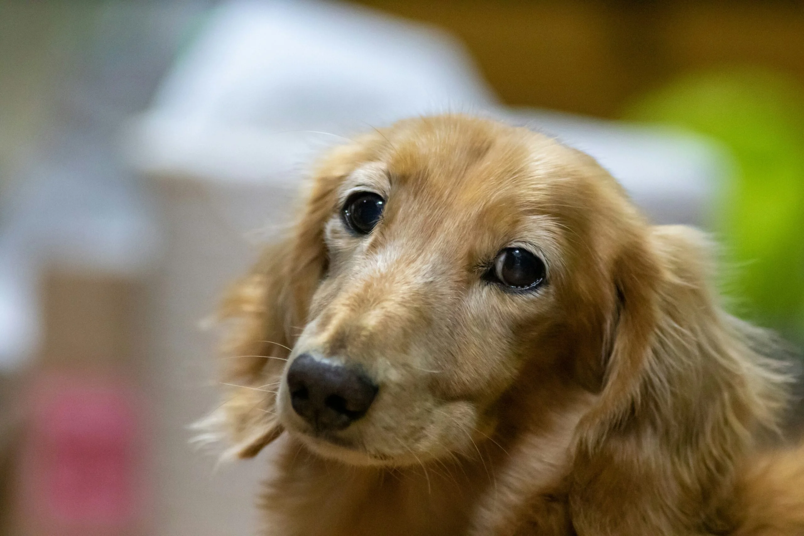 Miniature dachshund standing outdoors
