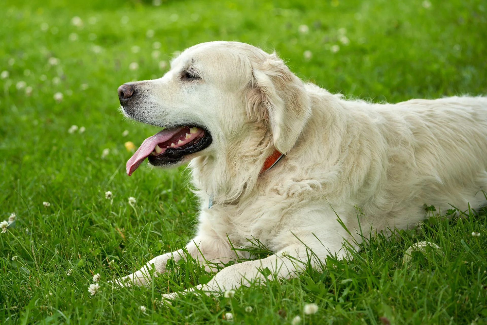 Happy golden retriever relaxing on the grass in a park