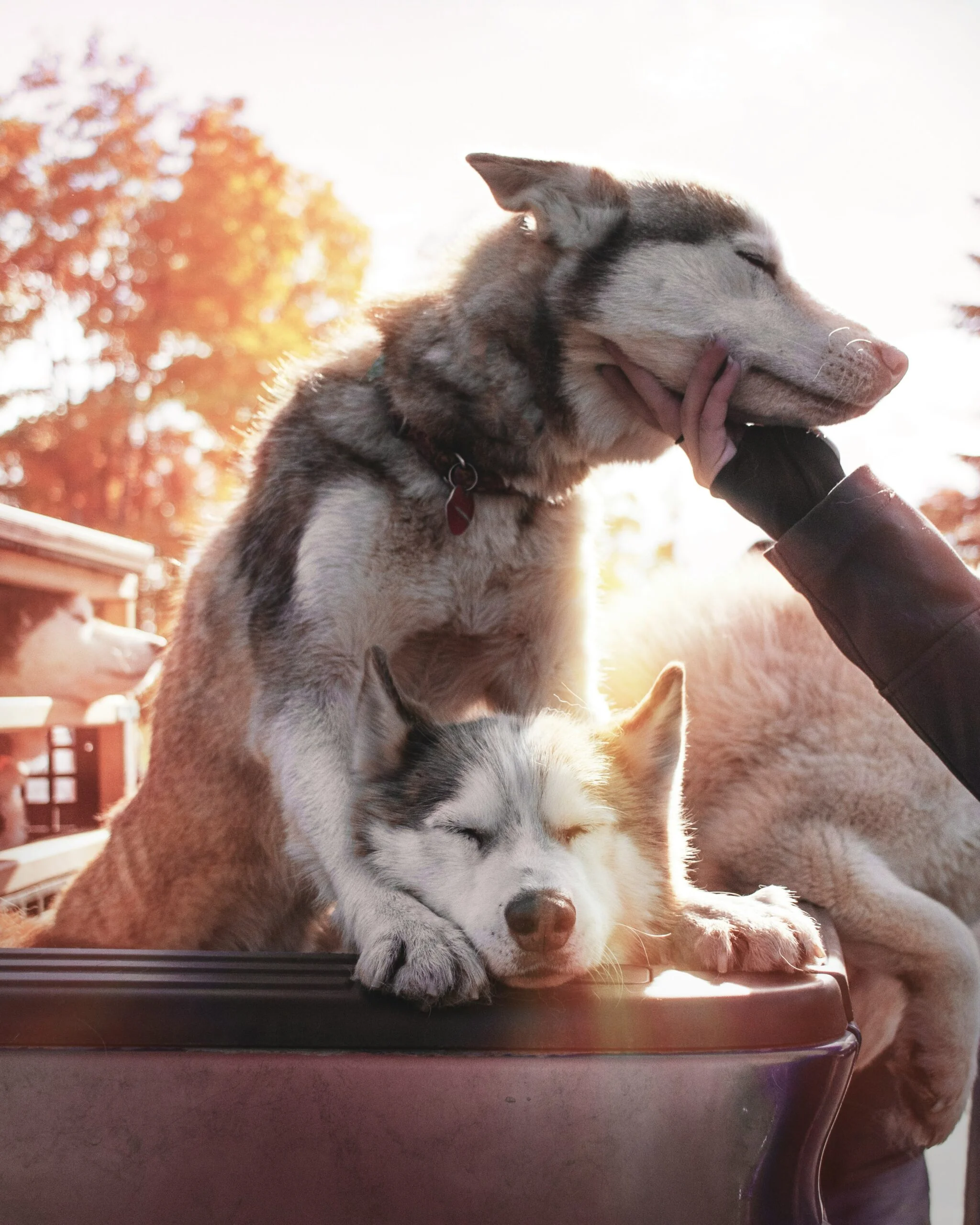 Two fawn Siberian huskies sitting together